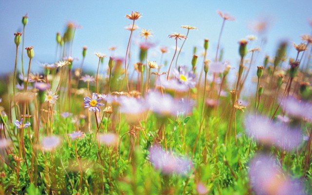 Open Flowers wallpaper in full resolution Flowers. Desktop wallpaper