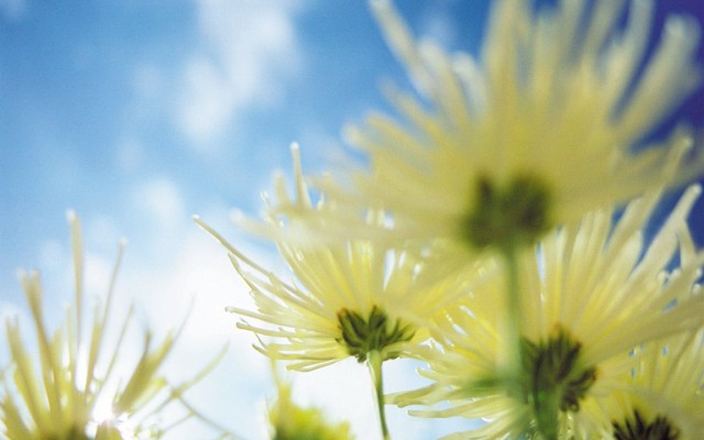 Open Flowers wallpaper in full resolution Flowers. Desktop wallpaper