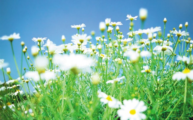 Open Flowers wallpaper in full resolution Flowers. Desktop wallpaper