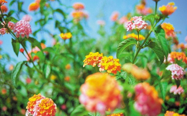 Open Flowers wallpaper in full resolution Flowers. Desktop wallpaper