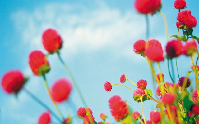 Flowers. Desktop wallpaper