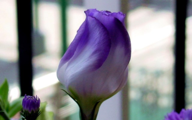 Open Flowers wallpaper in full resolution Flowers. Desktop wallpaper