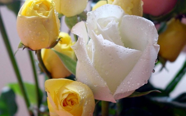 Flowers. Desktop wallpaper