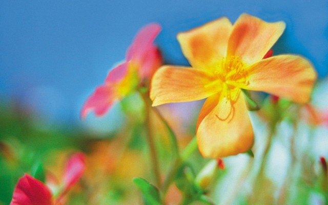 Flowers. Desktop wallpaper