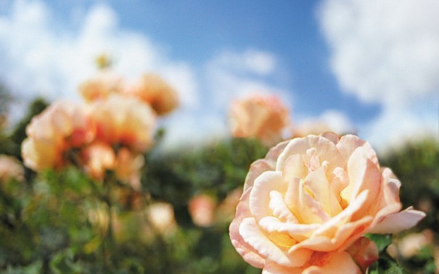 Open Flowers wallpaper in full resolution Flowers. Desktop wallpaper