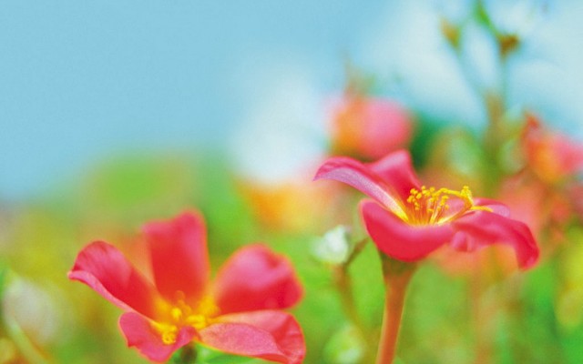Open Flowers wallpaper in full resolution Flowers. Desktop wallpaper