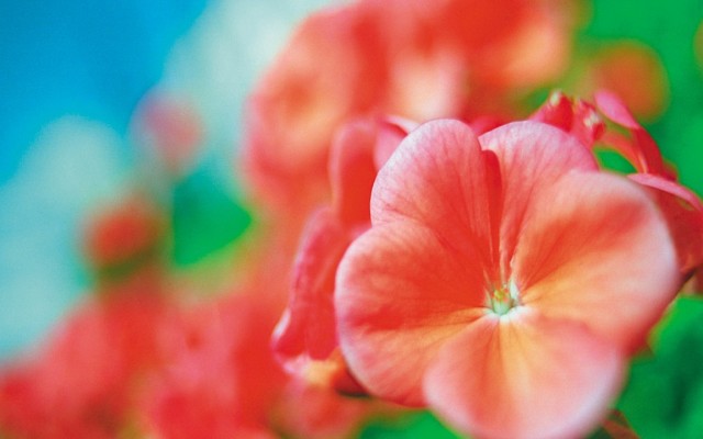 Open Flowers wallpaper in full resolution Flowers. Desktop wallpaper