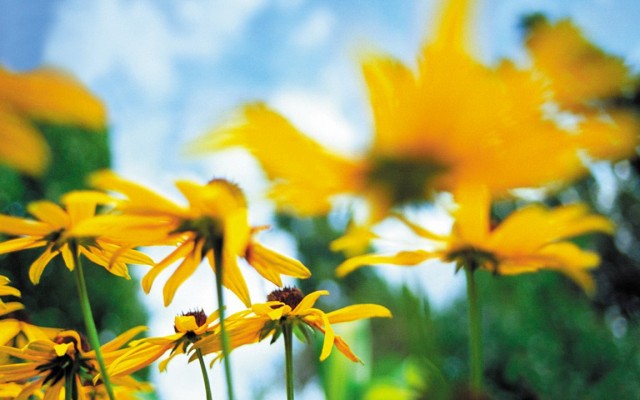 Flowers. Desktop wallpaper