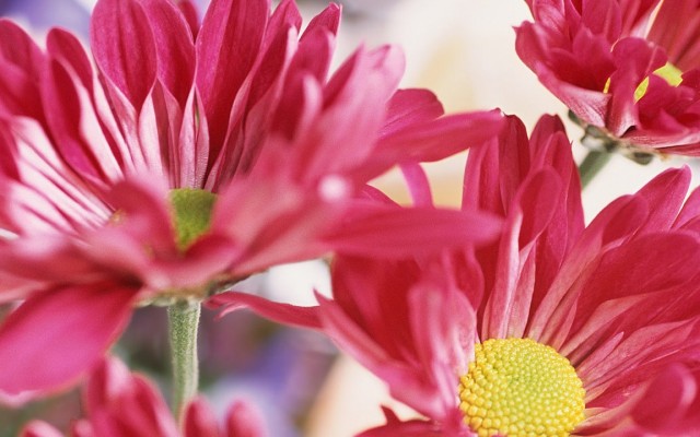 Flowers. Desktop wallpaper