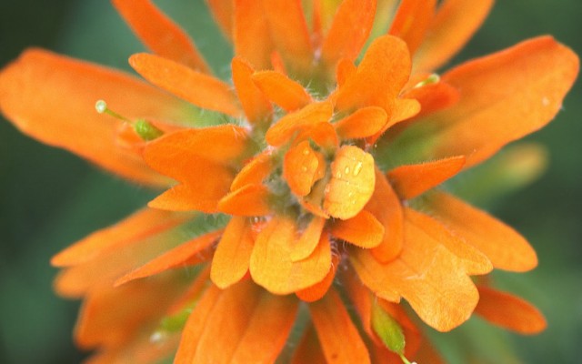 Flowers. Desktop wallpaper