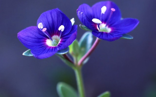 Open Flowers wallpaper in full resolution Flowers. Desktop wallpaper