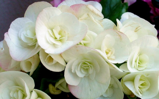 Open Flowers wallpaper in full resolution Flowers. Desktop wallpaper