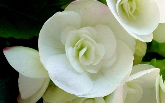 Open Flowers wallpaper in full resolution Flowers. Desktop wallpaper