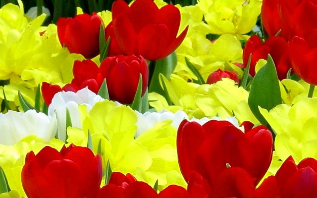 Open Flowers wallpaper in full resolution Flowers. Desktop wallpaper