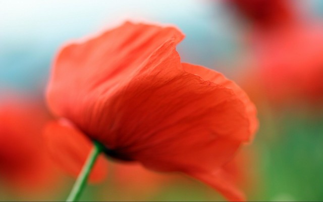 Flowers. Desktop wallpaper