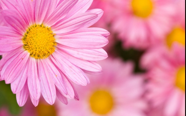 Flowers. Desktop wallpaper