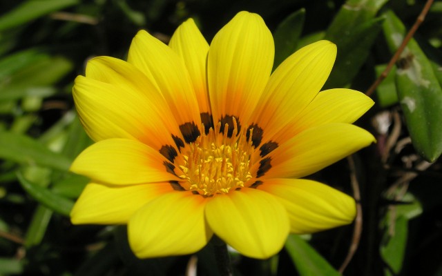 Flowers. Desktop wallpaper