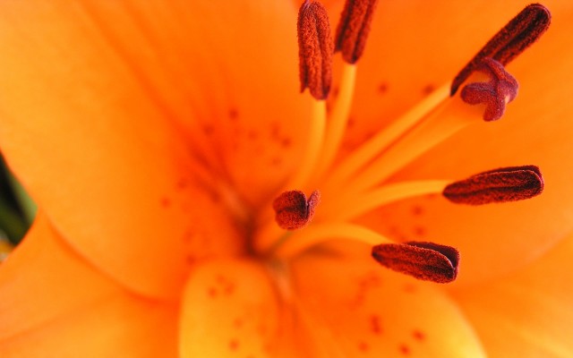 Flowers. Desktop wallpaper
