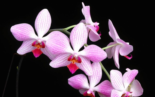 Flowers. Desktop wallpaper