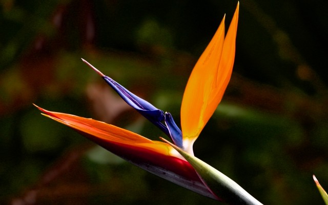 Flowers. Desktop wallpaper