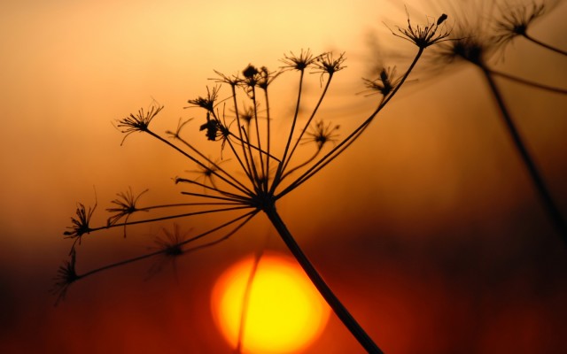 Flowers. Desktop wallpaper