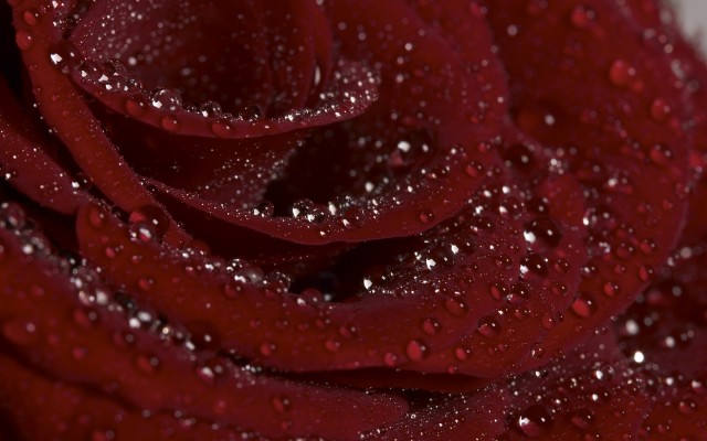 Flowers. Desktop wallpaper