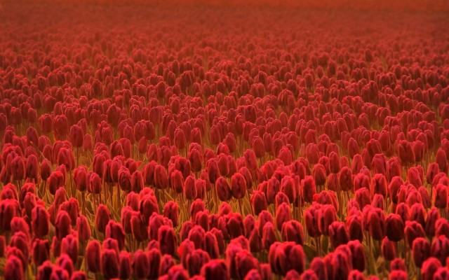 Flowers. Desktop wallpaper