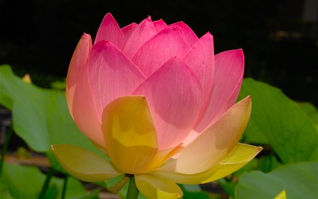 Flowers. Desktop wallpaper
