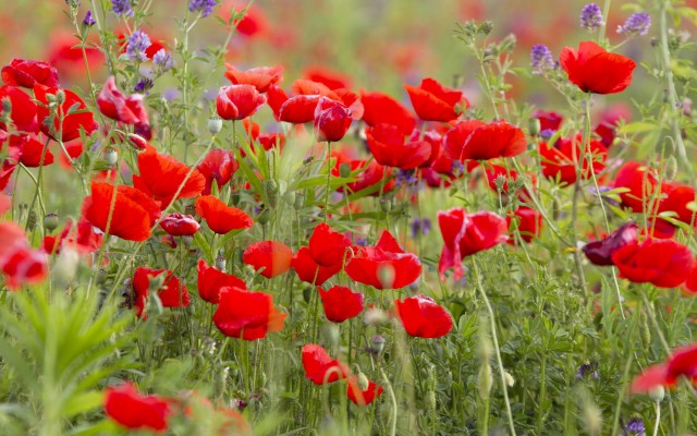 Flowers. Desktop wallpaper