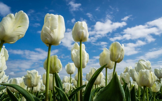Flowers. Desktop wallpaper