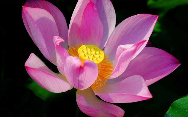 Flowers. Desktop wallpaper