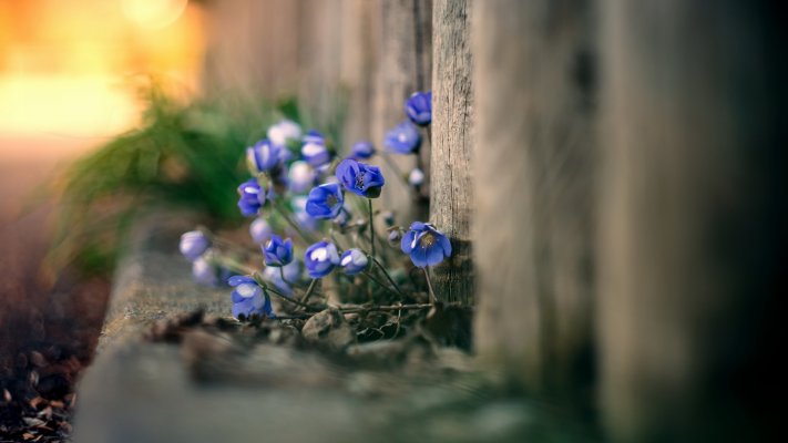 Flowers. Desktop wallpaper