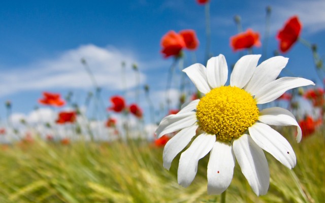 Flowers. Desktop wallpaper