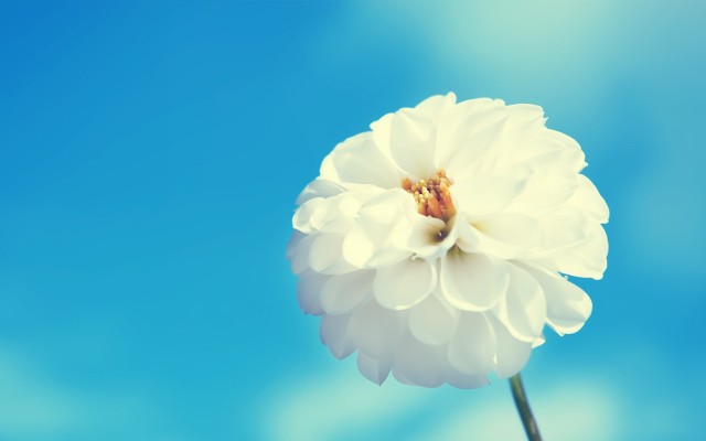 Flowers. Desktop wallpaper
