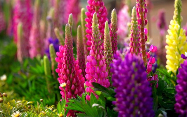 Flowers. Desktop wallpaper