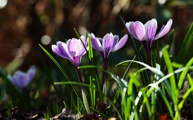 Flowers. Desktop wallpaper