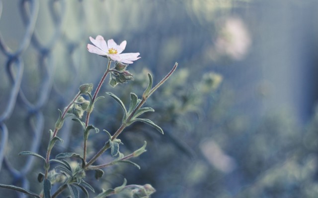Flowers. Desktop wallpaper