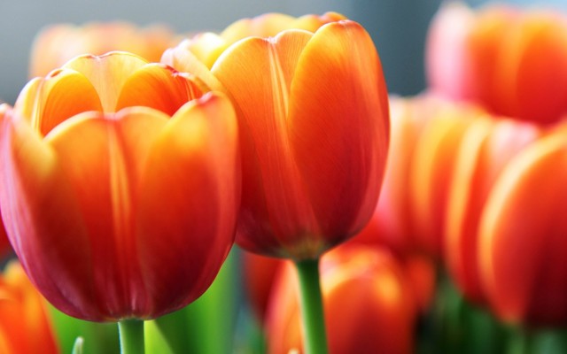 Flowers. Desktop wallpaper