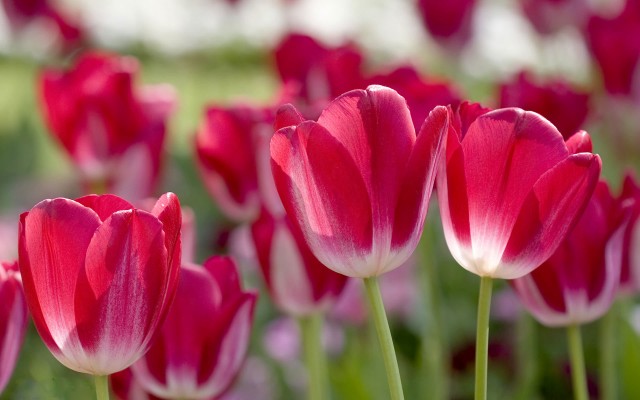 Flowers. Desktop wallpaper