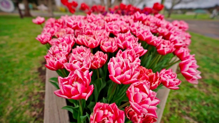 Flowers. Desktop wallpaper