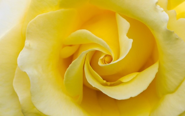 Flowers. Desktop wallpaper