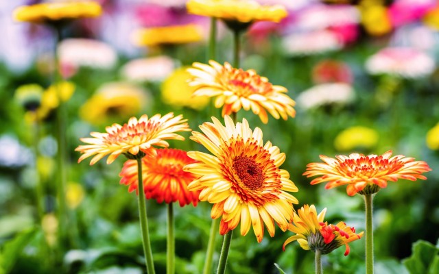 Flowers. Desktop wallpaper