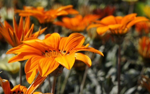 Flowers. Desktop wallpaper