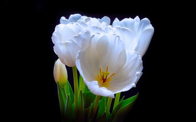 Flowers. Desktop wallpaper
