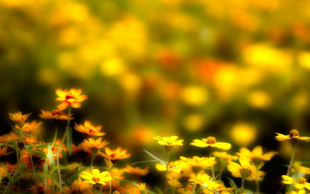 Flowers. Desktop wallpaper