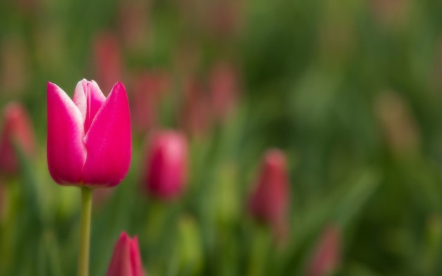 Flowers. Desktop wallpaper