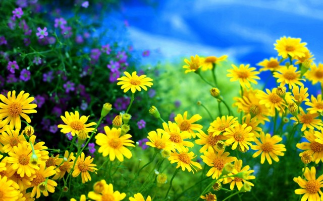 Flowers. Desktop wallpaper