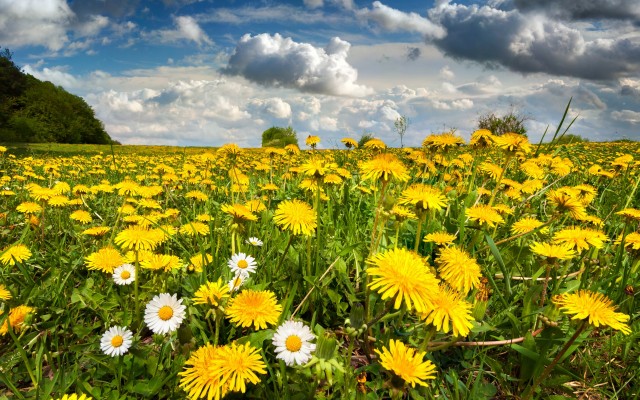 Flowers. Desktop wallpaper