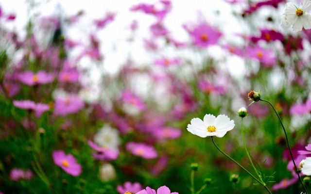 Flowers. Desktop wallpaper