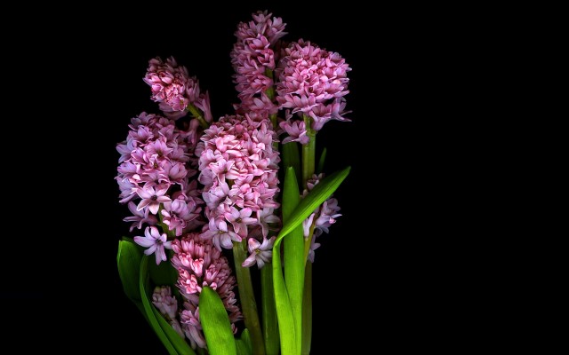Flowers. Desktop wallpaper